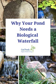 the words why your pond needs a biological waterfall