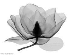 a black and white photo of a flower