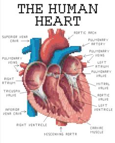 the human heart cross stitch pattern with labels and instructions on it's front side