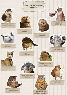 an image of cats that are all different colors and sizes, with the words how do they