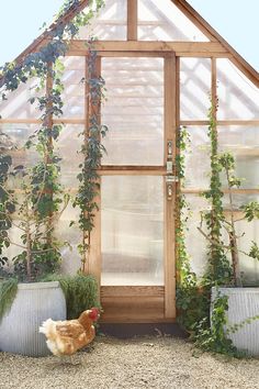 a chicken is standing in front of a greenhouse