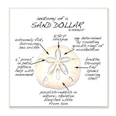 the anatomy of a sand dollar poster with information about its different types and features on it