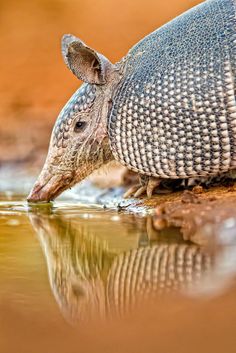 an armadile drinking water from a pond in the desert, with its reflection on the ground