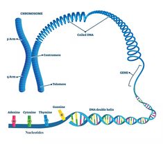 a diagram of the structure of a gene