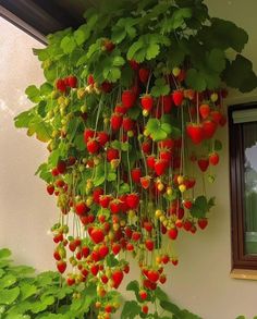 a bunch of strawberries hanging from the side of a building next to a window