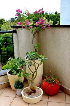 three potted plants sitting on top of a tiled floor next to a balcony railing