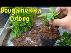 How To Grow Bougainvillea From Cuttings, Bougainvillea How To Grow, Bougainvillea Propagation, Container Gardening Shade, Mother Of Thousands Plant