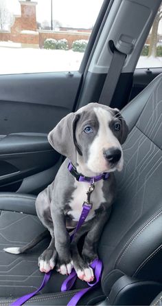 a gray and white puppy sitting in the back seat of a car wearing a purple leash