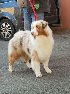 a brown and white dog standing on top of a street next to a person holding a red leash