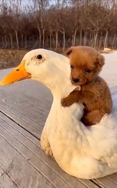 a puppy is sitting on top of a duck