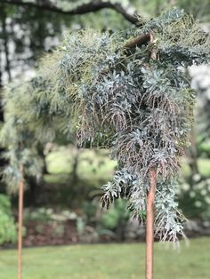 some very pretty green trees in the grass