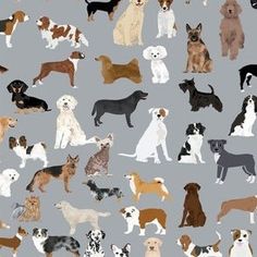 a large group of dogs all together on a gray background