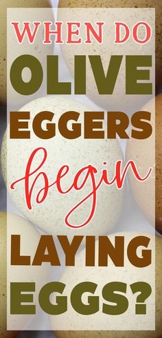 a closeup shot of different olive eggs and speckled olive egger eggs in shades of green, sage, moss, dark olive and drab brown with text that reads when do olive eggers begin laying eggs