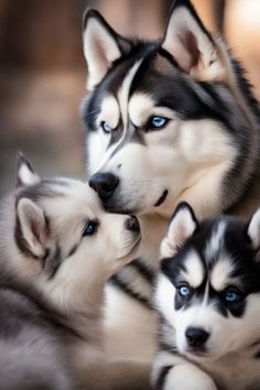 three husky puppies are laying down and looking at something in the distance with blue eyes