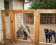 two dogs are in their pen at the zoo