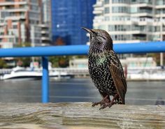 a small bird sitting on top of a wooden plank near water and buildings in the background