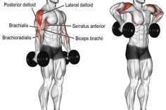 an image of a man doing exercises with dumbbells for back and shoulder muscles