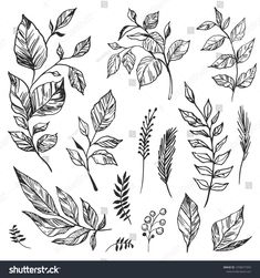 hand drawn leaves and berries set on white background stock photo - 378976