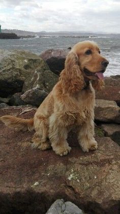 a brown dog sitting on top of a rocky beach next to the ocean with its tongue hanging out