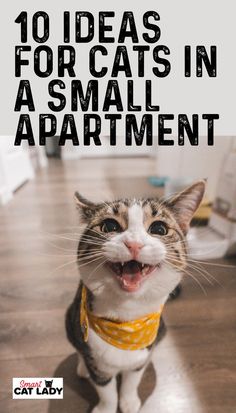 a cat sitting on the floor with its mouth open