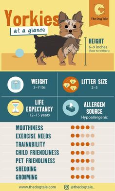 the yorkshire terrier is one of the most popular dogs in the world infographic