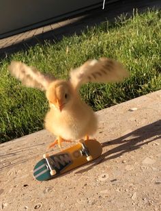 a small bird standing on top of a skateboard