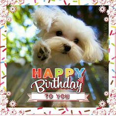 a happy birthday card with a cute white dog