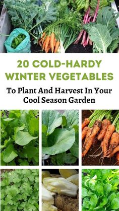 many different types of vegetables with the title 20 cold - hard winter vegetables to plant and harvest in your cool season garden