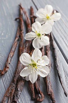 Vanilla Plant Aesthetic, Vanilla Extract Aesthetic, Vanilla Sticks Aesthetic, Vanilla Aesthetic Flower, Vanilla Esthetics, Vanilla Bean Photography, Vanilla Flower Photography, Vanilla Flower Aesthetic, Vanilla Bean Aesthetic