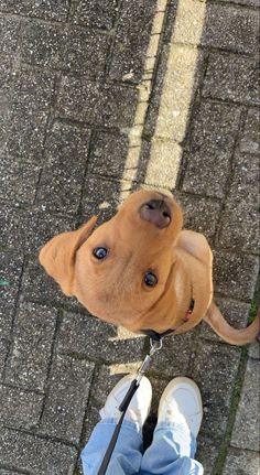 a brown dog standing on top of a person's feet