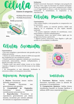 an info sheet describing the different types of plants and animals in latin america, with text below