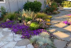 a garden with purple flowers and rocks in front of a white house on a sunny day