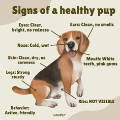 a brown and white dog sitting on top of a floor next to a sign that says, signs of a healthy pup