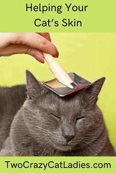 a cat laying down with its head on a brush