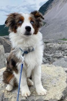 a brown and white dog sitting on top of a rocky hill next to a mountain