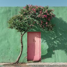 a tree with pink flowers in front of a green wall and red door on the sidewalk