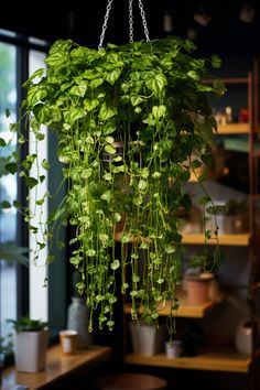 a green plant hanging from a ceiling in a room