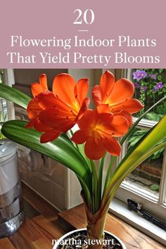 an orange flower in a vase with the words 20 flowering indoor plants that yield pretty blooms