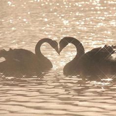 two swans in the water making heart shapes