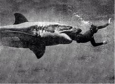 an old photo of a shark swimming in the water