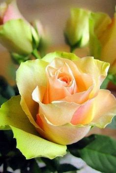 a yellow rose with green leaves in the foreground