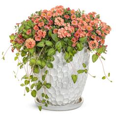 a potted plant with pink flowers and green leaves on a white background, in front of a white backdrop