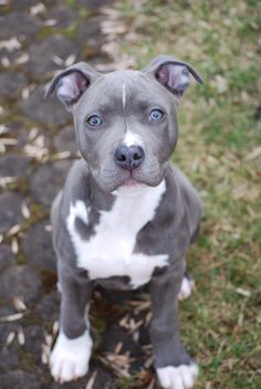 a small gray and white dog sitting on top of a grass covered field next to leaves