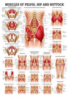 Pelvis Anatomy, Anatomy Chart, Yoga Anatomy, Muscle Body