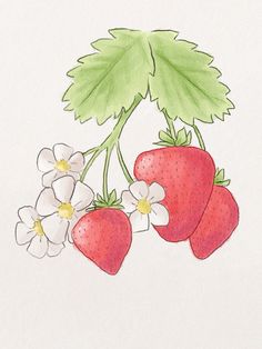 two strawberries with white flowers and green leaves