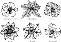 different types of flowers drawn in black and white on a white background with the words camellia, poinsettia, daffolii,