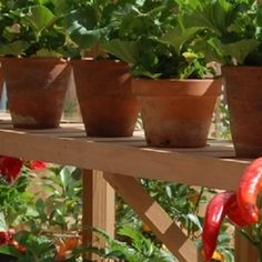 several potted plants on a wooden shelf in a garden area with red peppers and green leaves