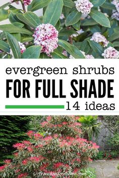 the words evergreen shrubs for full shade are in black and white, with pink flowers