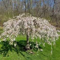 a tree with lots of white flowers in the middle of a grassy area next to some trees