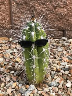 a green cactus with sunglasses on it's head